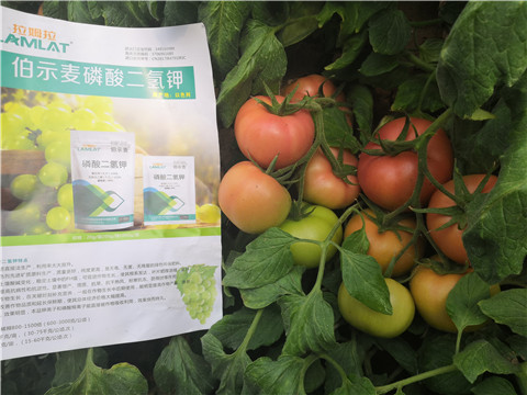 葉面肥，磷酸二氫鉀，鈣肥