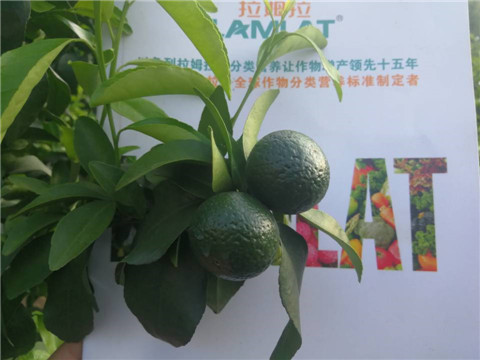 菌劑，水溶肥，