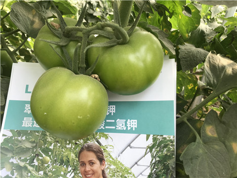 沖施肥，鈣肥