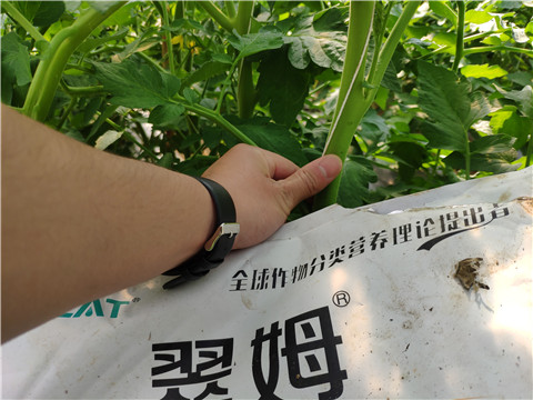 菌劑，拉姆拉