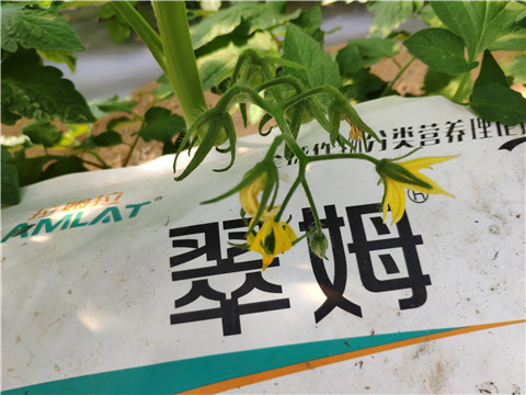 菌劑，拉姆拉
