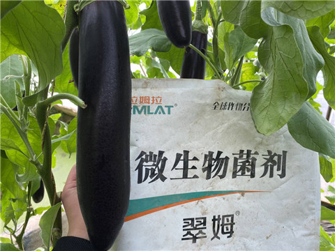 微生物菌劑，拉姆拉