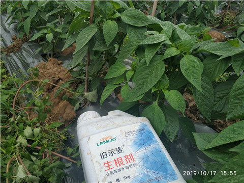 生根劑，伯示麥