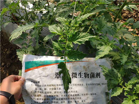 微生物菌劑 ，拉姆拉翠姆