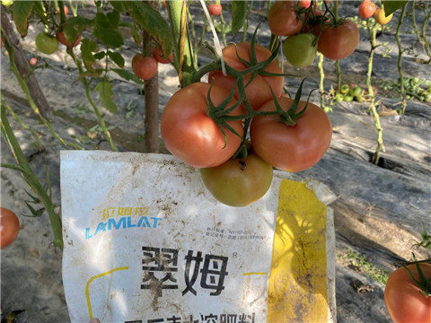 水溶肥，拉姆拉 