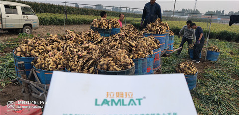 微生物菌劑，拉姆拉