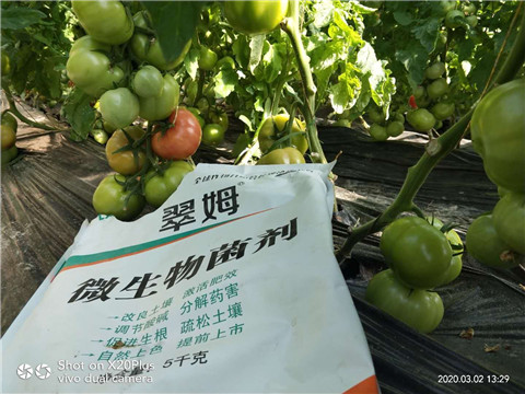 微生物菌劑，根碧多，磷酸二氫鉀