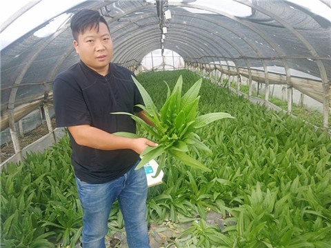 水溶肥，生根劑
