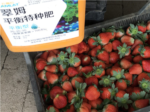 沖施肥，磷酸二氫鉀