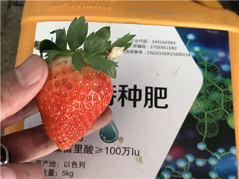 沖施肥，磷酸二氫鉀