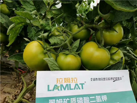 磷酸二氫鉀，鈣肥，水溶肥