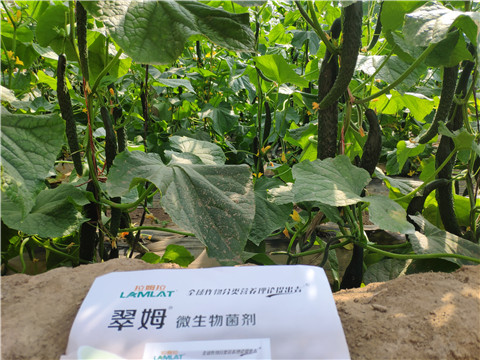 微生物菌劑，根碧多，水溶肥