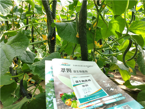 微生物菌劑，根碧多，水溶肥