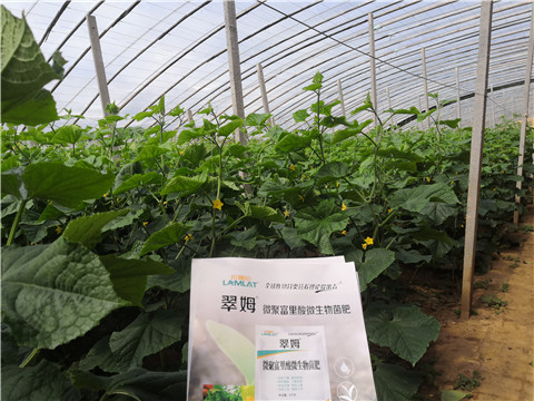 微生物菌劑，拉姆拉
