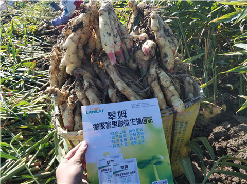 微生物菌劑，拉姆拉