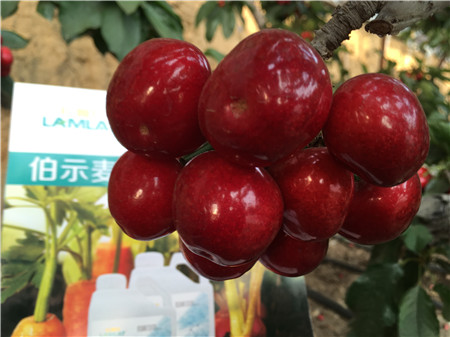 生根劑，微生物菌劑，拉姆拉，伯示麥