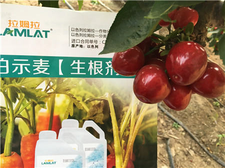生根劑，微生物菌劑，拉姆拉，伯示麥