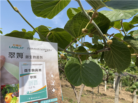 微生物菌劑，拉姆拉