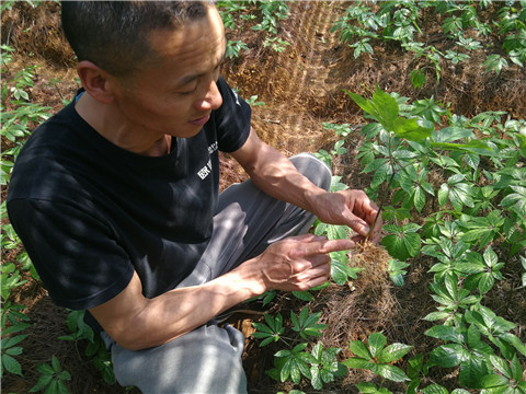 微生物菌劑，翠姆，拉姆拉