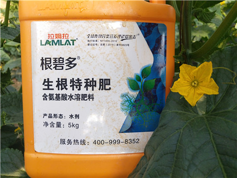 根碧多，拉姆拉