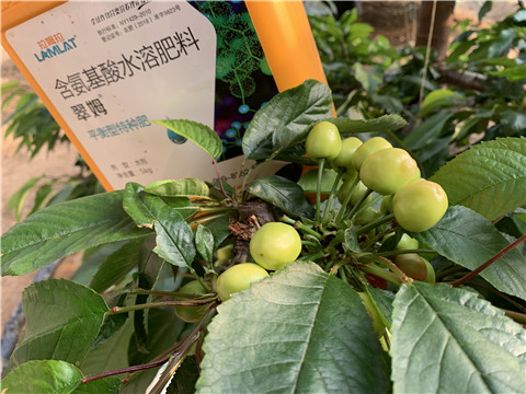 氨基酸水溶肥，拉姆拉，翠姆