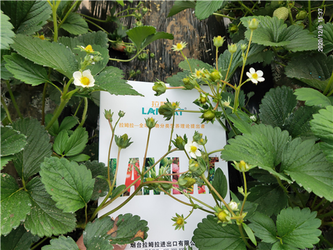 水溶肥，拉姆拉，翠姆