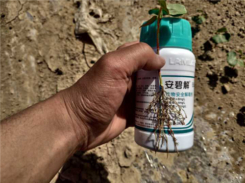 水溶肥，拉姆拉，翠姆